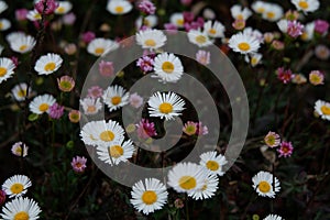 Colorful flowers growing in the garden