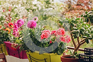 Colorful flowers growing in pots