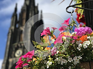 Colorful flowers with the Hub