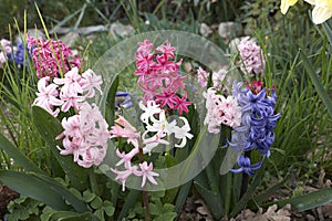 Colorful flowers of Hyacinthus orientalis