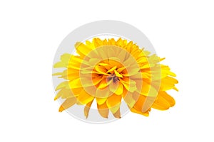 Colorful flowers isolated on white background. .