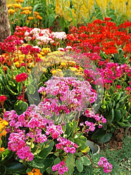 Colorful Flowers of Joy