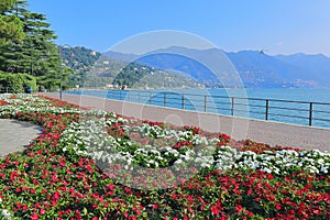 colorful flowers on the lakefront of como in italy
