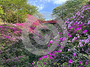 Colorful flowers in the land of cherry blossoms, Japan!