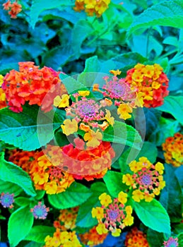 Colorful Flowers Lantana Camara