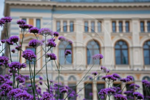 Colorful flowers at Livu Square on a summer day photo