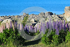 Colorful flowers. Lupinus polyphyllus, Lake Tekapo, New Zealand