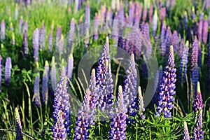 Colorful flowers. Lupinus polyphyllus, Lake Tekapo, New Zealand