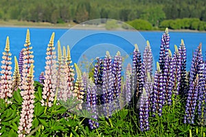 Colorful flowers. Lupinus polyphyllus, Lake Tekapo, New Zealand