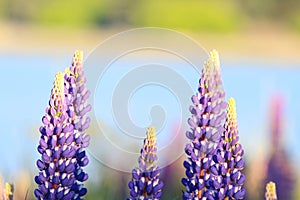 Colorful flowers. Lupinus polyphyllus, Lake Tekapo, New Zealand