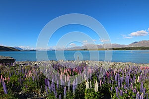 Colorful flowers. Lupinus polyphyllus with Lake Tekapo and Southern Alps on background, South Island, New Zealand