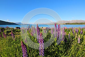 Colorful flowers. Lupinus polyphyllus with Lake Tekapo and Southern Alps on background, South Island, New Zealand