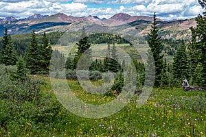 Colorful flowers and lush green vegetation of Shrine Pass mountain pass in Colorado, USA