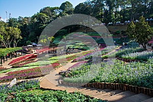 Colorful flowers at Mae Fah Luang Garden, Chiang Rai, Thailand. iang Rai, Thailand.