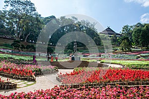 Colorful flowers at Mae Fah Luang Garden, Chiang Rai, Thailand. iang Rai, Thailand.