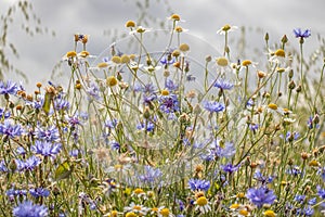 Colorful flowers meadow camomiles cornflowers