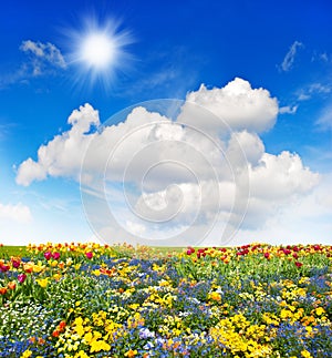 Colorato fiori prato un erba verde nel cielo azzurro 