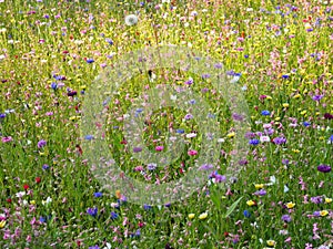 Colorful flowers on the meadow - idyllic atmosphere