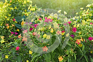 Colorful flowers of Mirabilis Jalapa four o`clock flower