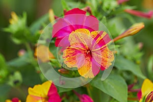 Colorful flowers of Mirabilis Jalapa four o`clock flower photo
