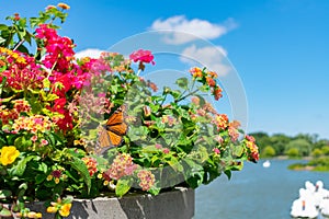 Colorful Flowers with a Monarch Butterfly in a Planter in front of the Humboldt Park Lagoon in Chicago