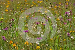 Colorful flowers in a mountain meadow