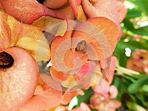 Colorful flowers of orange color