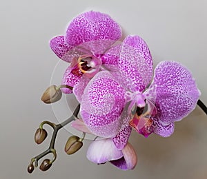 Colorful flowers of orchids with buds photo