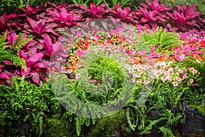 Colorful flowers ornamental red bromeliad , fern group and petunia flowers blooming with misty in garden , nnatural patterns