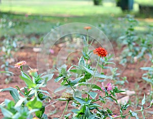 Colorful flowers in a park