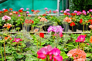 Colorful flowers of pelargonium, geranium