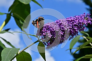 blooming budleja with butterflies on flowers photo