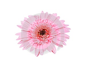 Colorful flowers pink gerbera or barberton daisy flower blooming with water drops isolated on white background