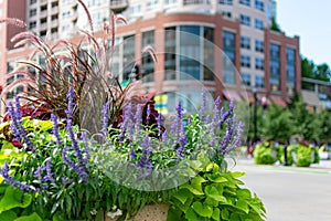 Colorful Flowers and Plants in Downtown Evanston Illinois