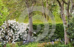 Colorful flowers and plants growing and blooming in a botanical garden. Beautiful variety of greenery in a backyard in