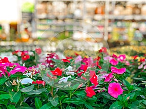 Colorful flowers and plants for sale at nursery