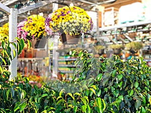 Colorful flowers and plants for sale at nursery