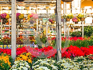 Colorful flowers and plants for sale at nursery
