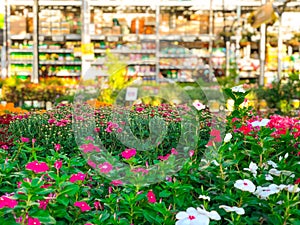 Colorful flowers and plants for sale at nursery