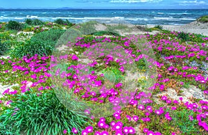 Colorful flowers by Platamona shore