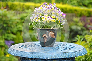 Colorful flowers in a pot Pansies photo