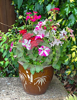 Colorful flowers in a pot; petunia; geranium; nicotiana.