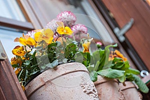 Colorful flowers in pot at spring In front of a windo