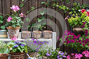 Colorful flowers in pots and containers on terrace on wooden background, house terrace decorated with potted colorful flowers