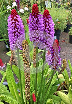 Colorful flowers of the Primula Vialii