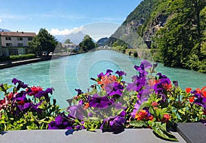 Colorful flowers on the river - flores coloridas sobre el rio photo