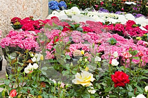 Colorful flowers (roses, hydrangeas...) for sale on \