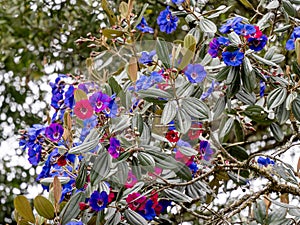 One Colorful flowers in the Spectacled Bear Reserve. Santuario del Oso de Anteojos. Colombia photo