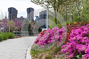 Colorful Flowers during Spring at Hunters Point South Park in Long Island City Queens New York