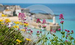 Colorful flowers and St Ives bay